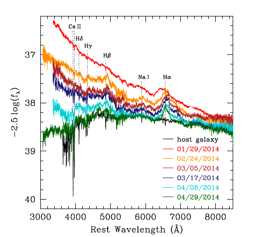 Optical spectral sequence of the tidal disruption event ASASSN-14ae